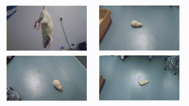 9 Zea-longa评分.gif 9 Zea-longa评分.gif